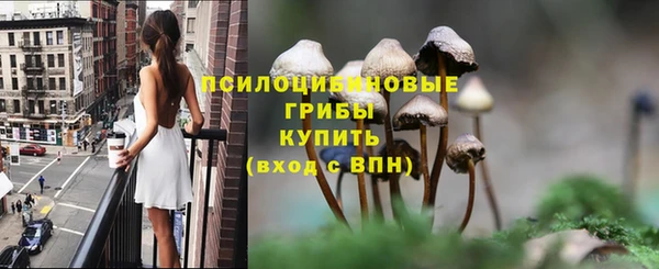 шишки Верея